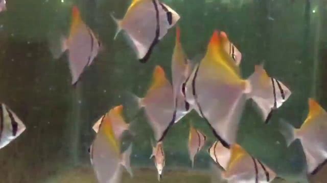 Монодактилус серебряный (Monodactylus argenteus) продажа оп смотреть онлайн