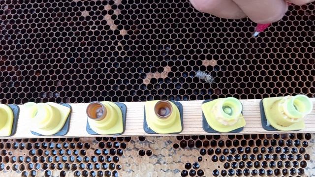 Последний вывод маток в сезоне смотреть онлайн