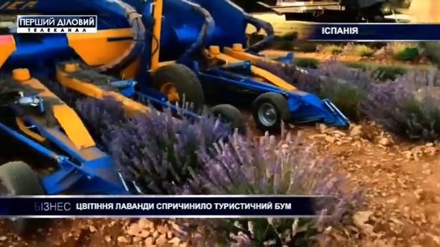 Цветущая лаванда вызывает бум туризма на испанских полях смотреть онлайн