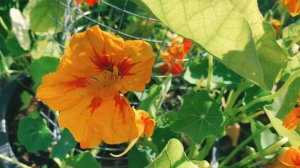 Настурция. Полезный и красивый цветок для выращивания в саду и в огороде. Nasturtiums in the garden