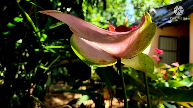 Anthurium Flowers | Beautiful Anthurium. смотреть онлайн