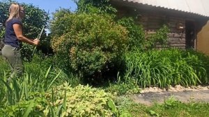 Обрезка спиреи ВАНГУТТА