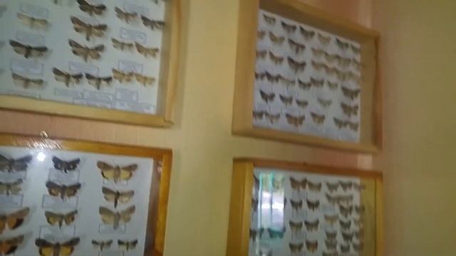 Музей бабочек тайком/ Butterfly Museum смотреть онлайн
