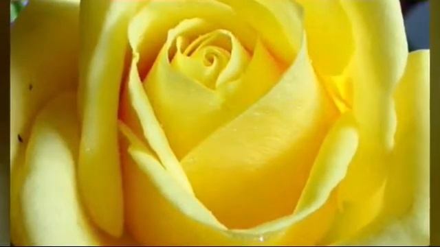 Видео для любителей желтого цвета смотреть онлайн