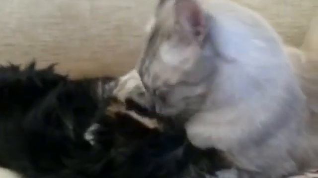 Йорк и Котяра лижутся смотреть онлайн