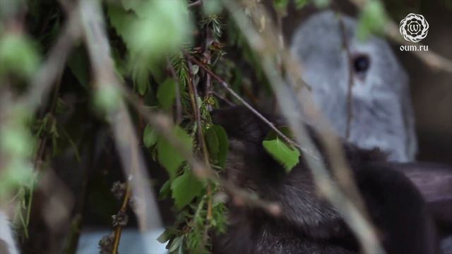 Как я стала вегетарианкой. Внутренняя трансформация. Екатерина Чумачек смотреть онлайн