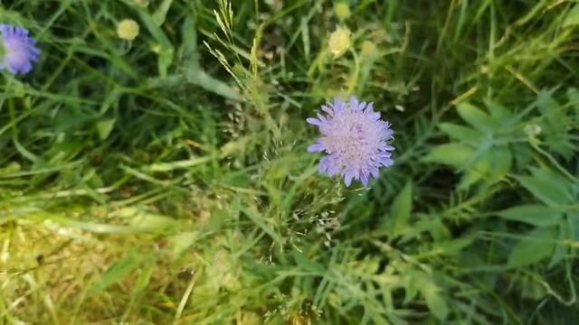 Короставник полевой смотреть онлайн