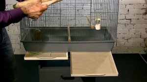 Как ухаживать за голубем Горлица.