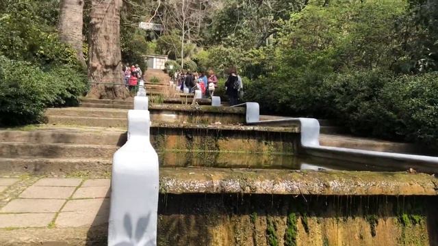 НБС. Прогулка и фрагменты экскурсии, ч.1. 18.04.21. Никита. Большая Ялта. Крым. Crimea. Yalta. смотреть онлайн