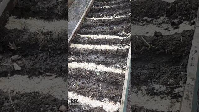 Как посеять РЕПЧАТЫЙ ЛУК чернушкой без заморочек в ОТКРЫТЫЙ ГРУНТ ?29 марта ? смотреть онлайн