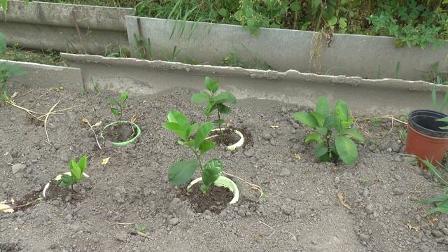 Мой эксперимент! Комнатные лимоны на дачной грядке смотреть онлайн