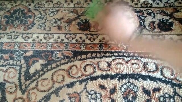 Как очистить ковёр от шерсти или волос смотреть онлайн