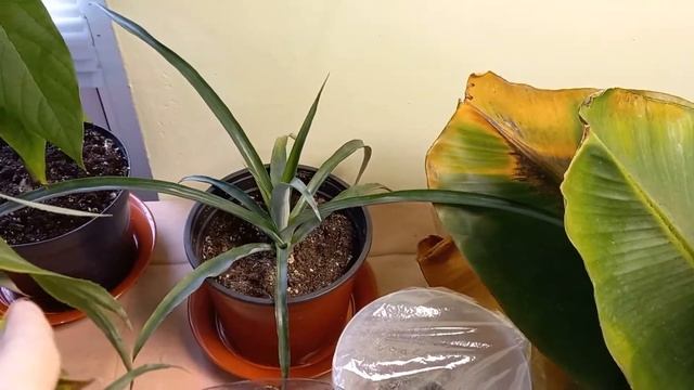 My Billbergia in bloom and update on plants that grow in my room смотреть онлайн