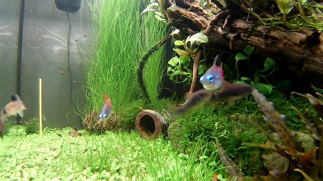 НЕ СМОТРИТЕ ЭТО!!! Аквариум 75 литров Взгляд изнутри. смотреть онлайн