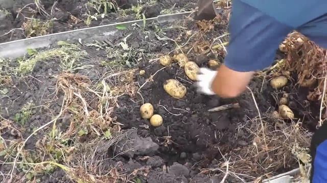 картофель в высокой грядке смотреть онлайн