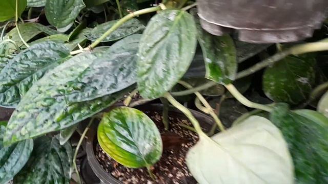 How to feed monstera peru ? Liebig's law of the minimum for monstera peru смотреть онлайн
