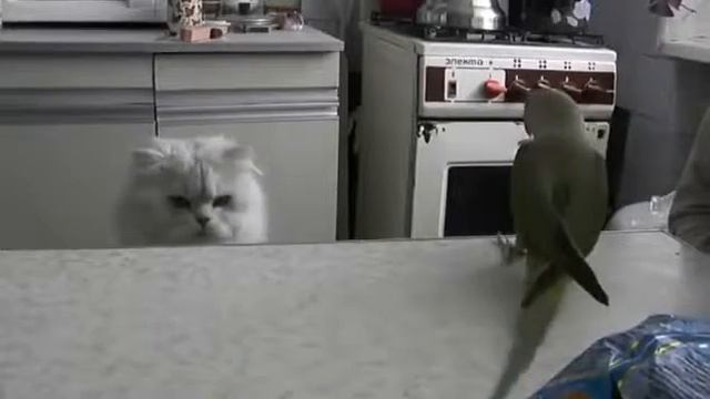 Попугай трясет хвостом перед котом 360p