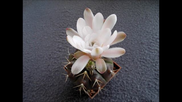 Gymnocalycium damsii var. tucavocense смотреть онлайн