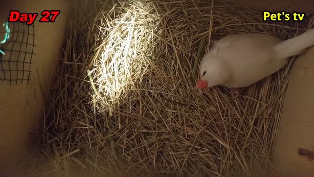 Java breeding progress | feeding chicks | day 27 | Pets tv смотреть онлайн