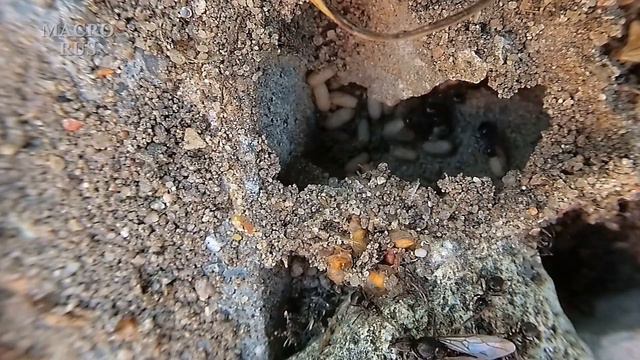 Муравьи против маток. 12+  Ants Vs. Queens.