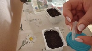 Глоксинии,Броваллия-учимся выращивать!!!?ЧАСТЬ 1.