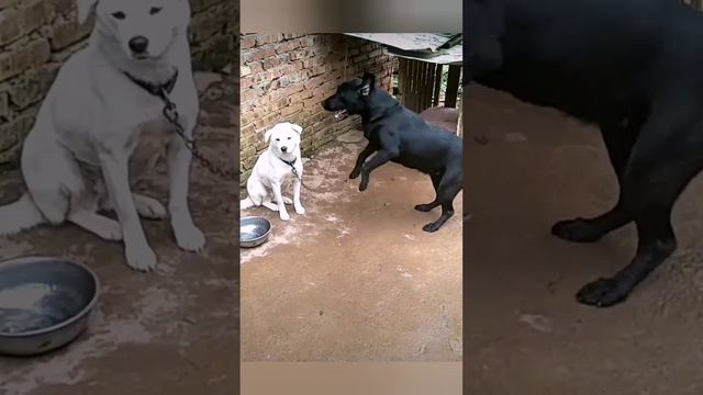 Что хотел собакин? ???? bayoun.ru #собаки #приколы #животные #смешныевидео смотреть онлайн