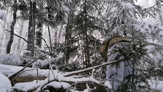 охота на куницу с лайкой.