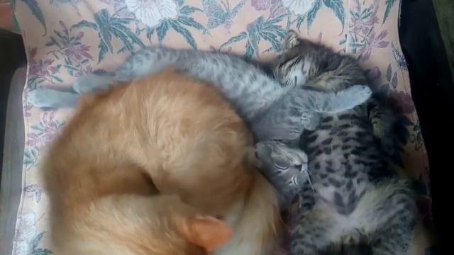 Сон летним утром смотреть онлайн