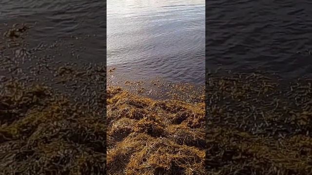 ВОТ ТАК ВЫГЛЯДИТ КОТЁЛ СО СКУМБРИЕЙ!! ЭТО НЕЧТО!!рыбалка в Норвегии. скумбрия смотреть онлайн