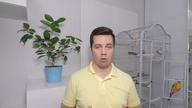 Содержание попугаев. Частые вопросы новичков в первые дни. смотреть онлайн
