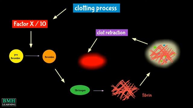 Fibrinogen | Factor I | Fibrin | смотреть онлайн