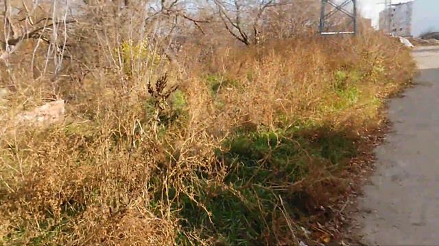 Самая короткая железная дорога в мире или "поезд ушёл и рельсы демонтированы".Осень 2021,Харьков. смотреть онлайн