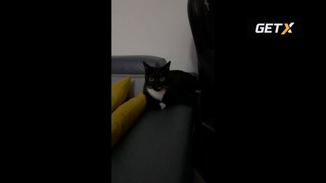 Новый кот Зубарева уже Кайфует смотреть онлайн