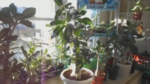 Адениум. Нужна ли осенняя обрезка (формирование кроны)