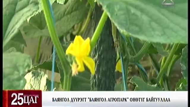 Баянгол дүүрэгт"Баянгол Агропарк" байгууллаа смотреть онлайн