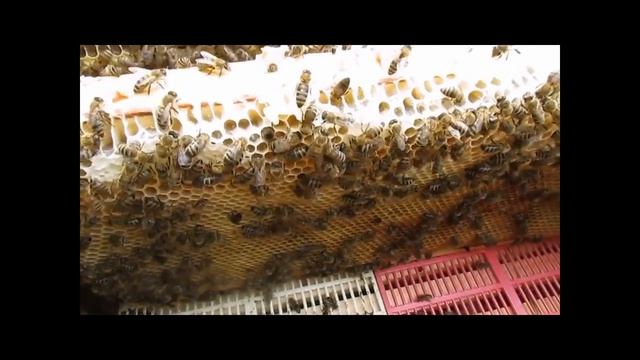 ответы на вопросы - как лучше ставить рамки с вощиной в медовые магазины смотреть онлайн