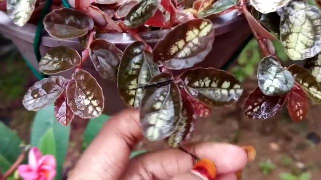 Watermelon pellionia repens ||care and propagation|| Gardening|| planter's dairy смотреть онлайн