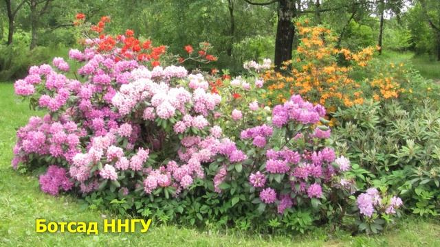 Самые надёжные рододендроны