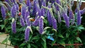 Вероника колосистая Блю Букет ? вероника Блю Букет обзор: как сажать семена вероники Блю Букет