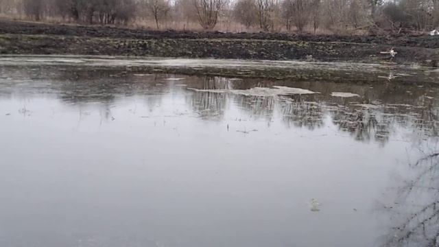нерест карпа смотреть онлайн