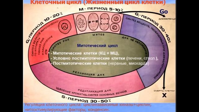Ядро клетки. Видео лекция С.М.Зиматкин (3) смотреть онлайн
