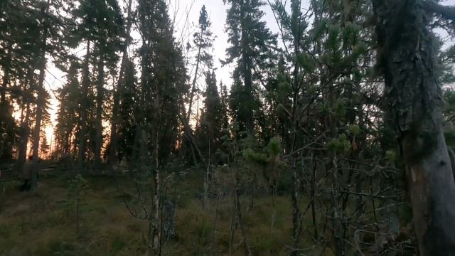 перехват осеннего гуся на перелелете!!!! #охота #гуси#охота на гусей смотреть онлайн