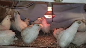 Инкубация перепелиных яиц.      Уход за перепелами.