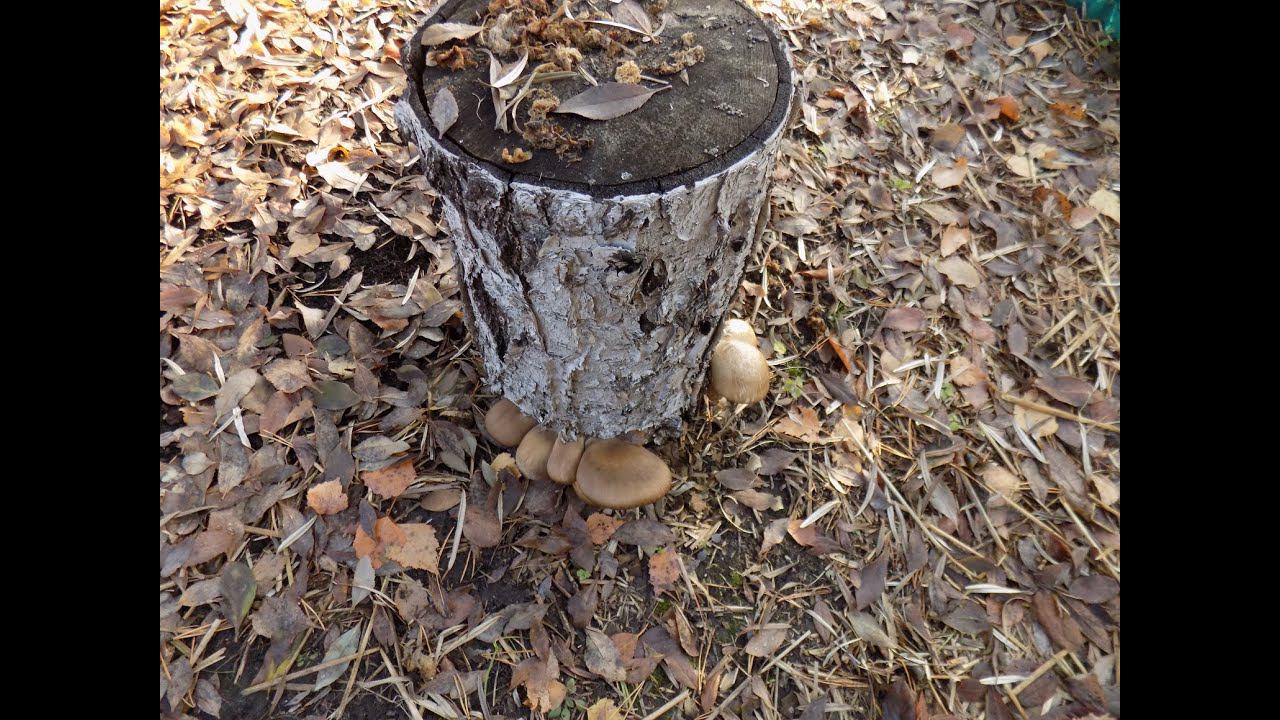 Выращивание грибов вешенки на пнях (сезон 2021) смотреть онлайн
