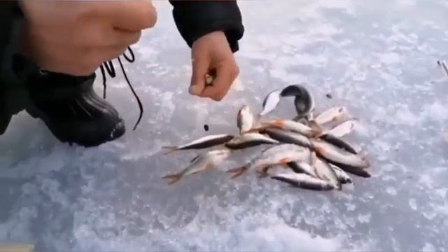 Ловим плотву на тесто сделанное из манной крупы. смотреть онлайн