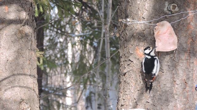 "Пёстрый дятел и белочка." смотреть онлайн