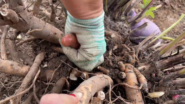 ДЕЛЕНИЕ И ПЕРЕСАДКА ПИОНА ОСЕНЬЮ смотреть онлайн