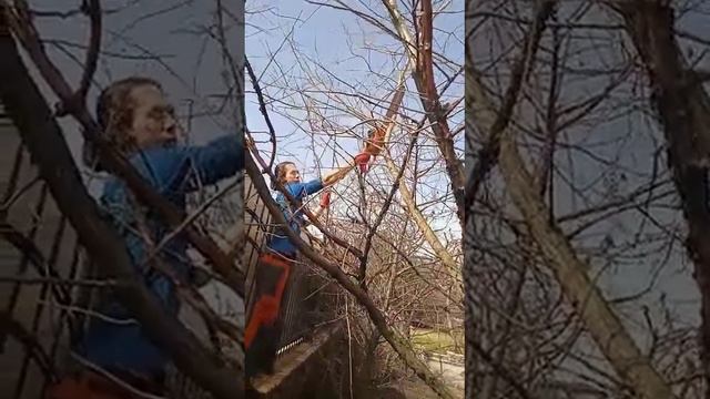 Обрезка деревьев смотреть онлайн