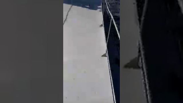 На катере по Волге в Плесе смотреть онлайн