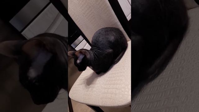 Кот поёт песню между нами тает лёд! смотреть онлайн